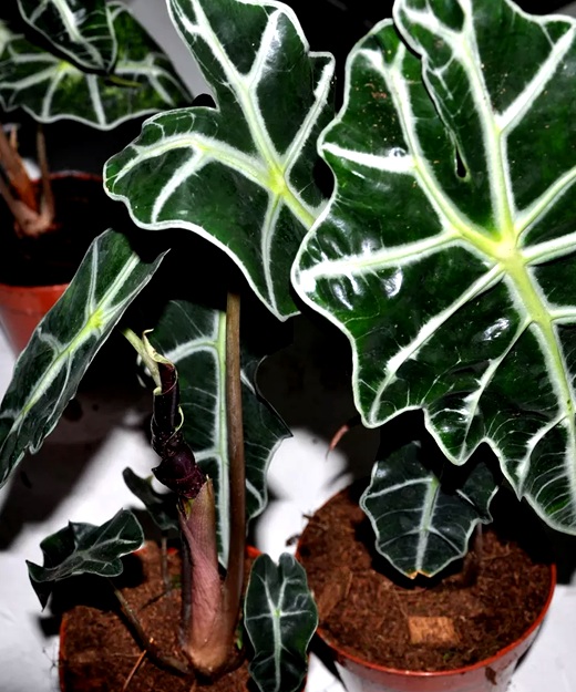indoor plants