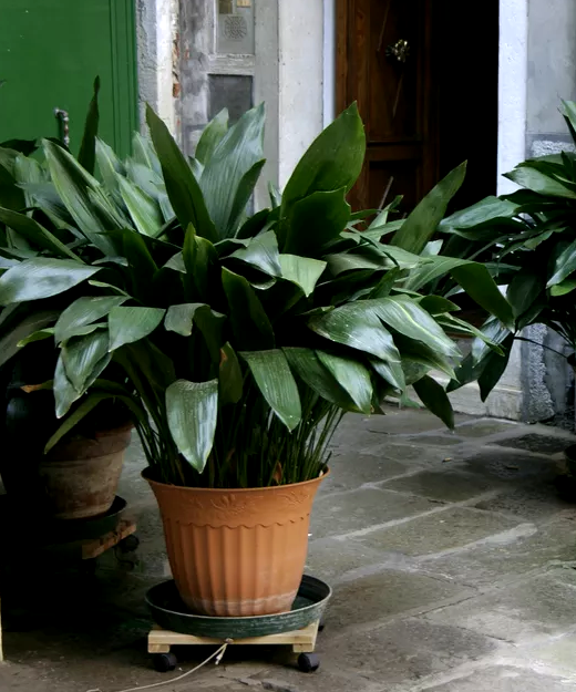Fresh plants