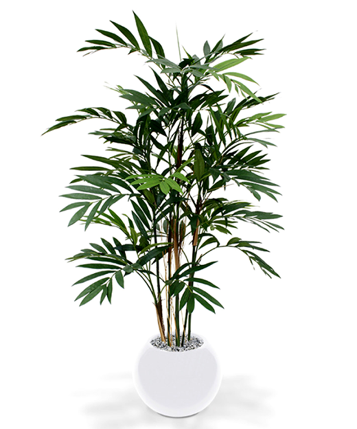 Chamaedorea Palm