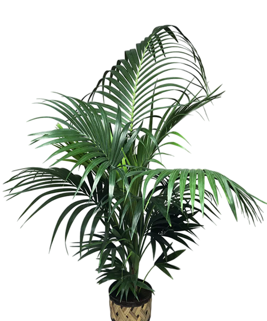 Howea forsteriana