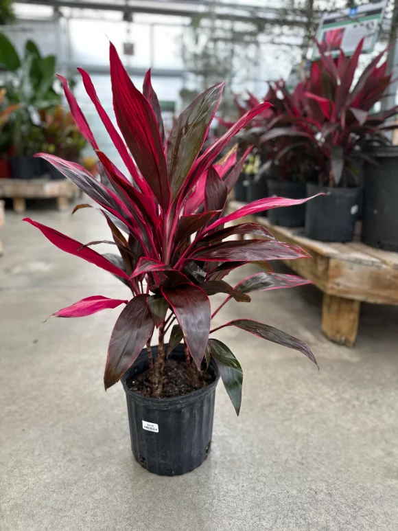 Order plants in Nairobi