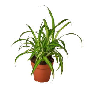 Spider Plant (Chlorophytum) – Easy Indoor Air Purifier