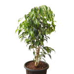 Weeping Fig Tree