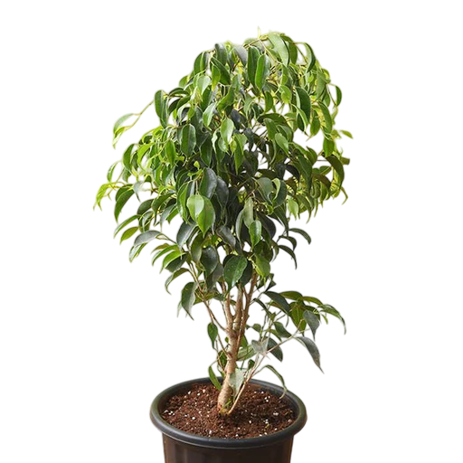 Weeping Fig Tree