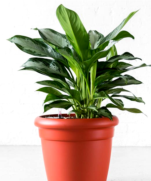 Aglaonema Plant