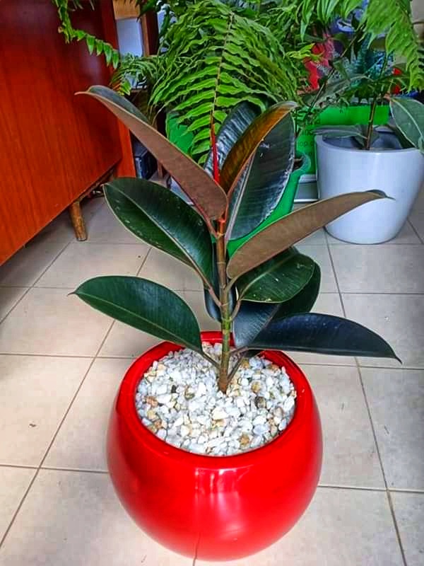 Eclipse fiber planter