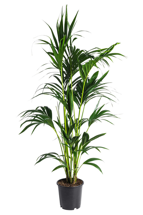 Howea-forsteriana