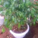Weeping Fig Tree - Image 5