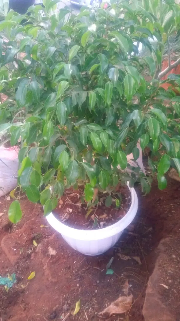 Weeping Fig Tree - Image 5