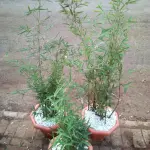Weeping Fig Tree - Image 4