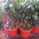 Weeping Fig Tree - Image 3
