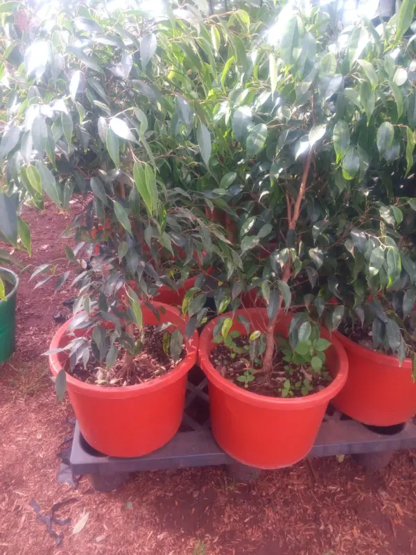 Weeping Fig Tree - Image 3