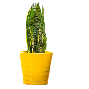Snake plant