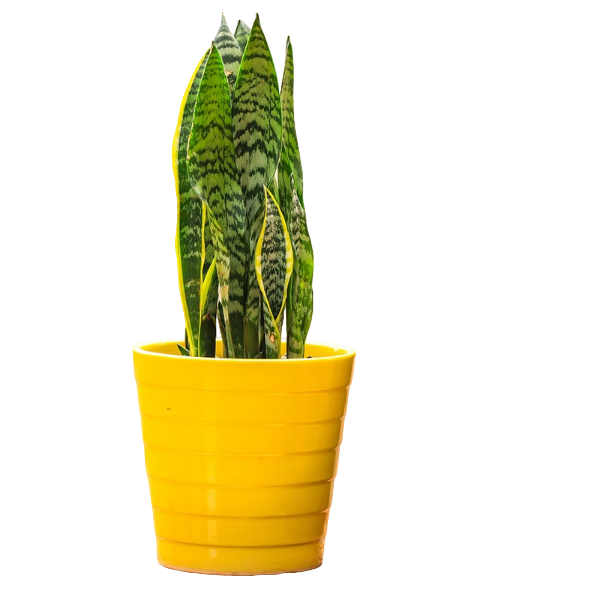 Snake plant