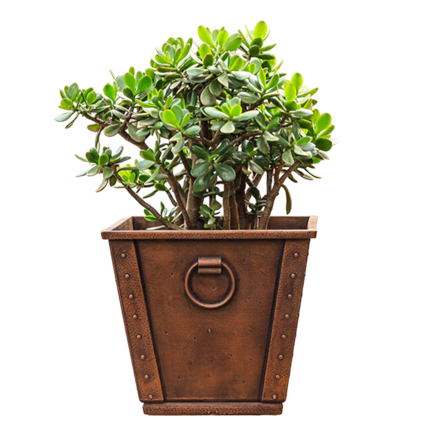Jade plant