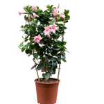 Mandevilla Plant – Tropical Climber with Vibrant Blooms