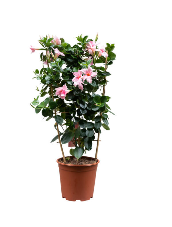 Mandevilla Plant – Tropical Climber with Vibrant Blooms