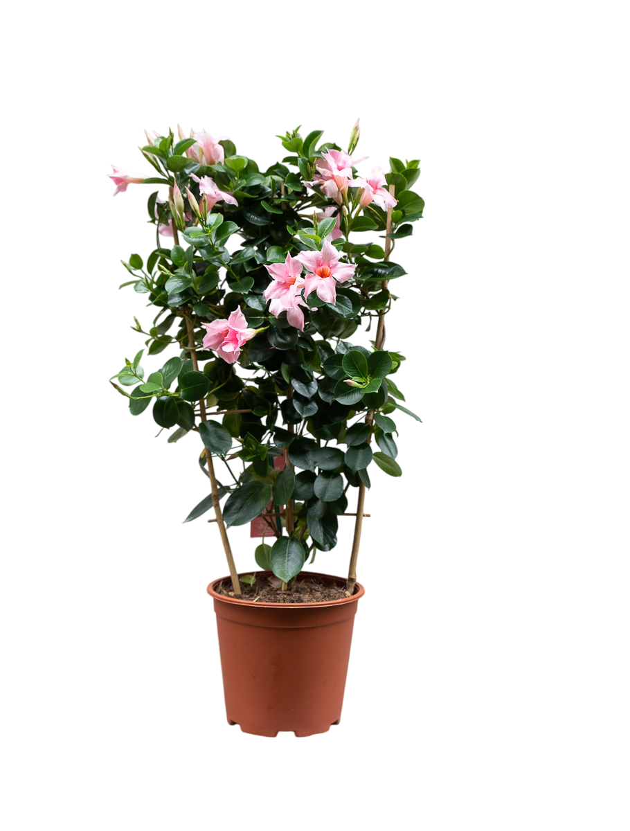 Mandevilla Plant – Tropical Climber with Vibrant Blooms