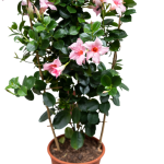 Mandevilla