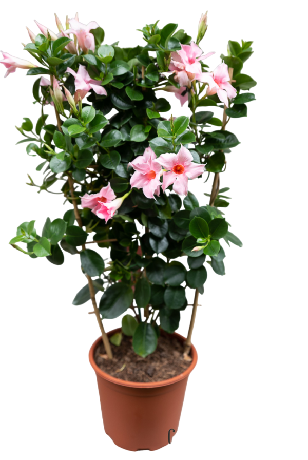 Mandevilla