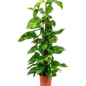 Money Plant
