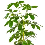 Umbrella Tree – Schefflera Actinophylla for Indoor Spaces - Image 2