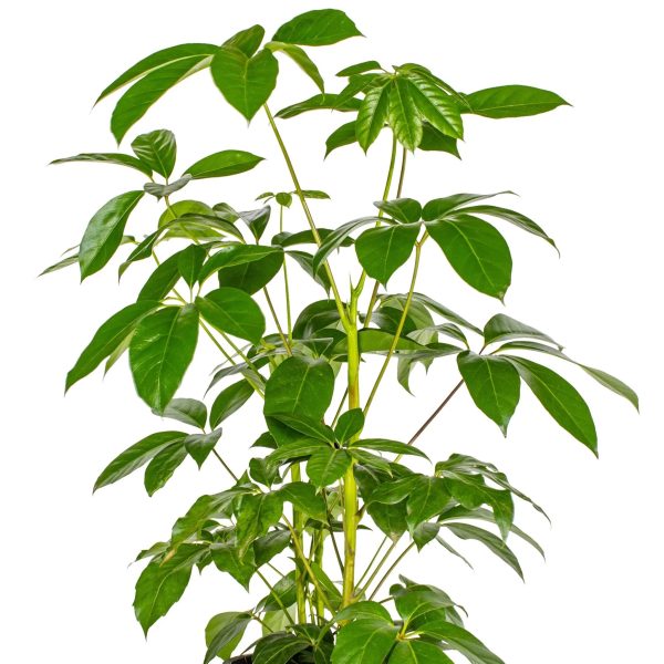 Umbrella Tree – Schefflera Actinophylla for Indoor Spaces - Image 2