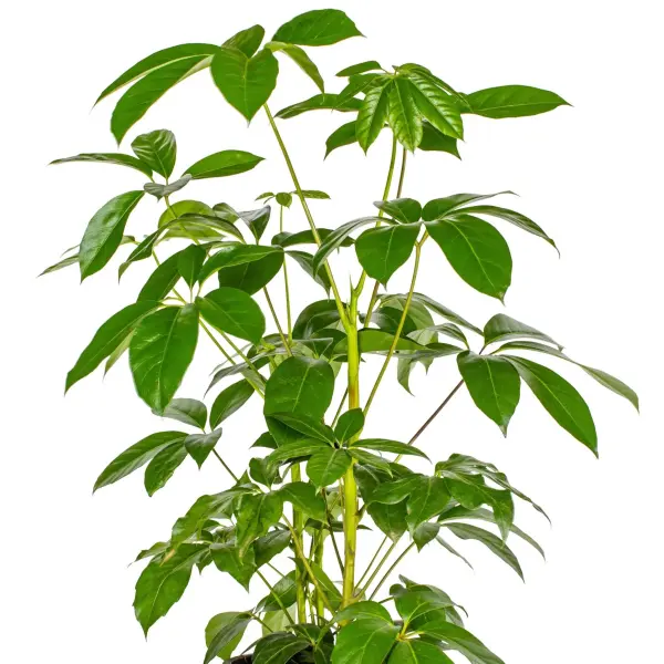 Umbrella Tree – Schefflera Actinophylla for Indoor Spaces - Image 2