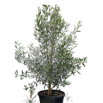 Olive Tree (Olea africana)