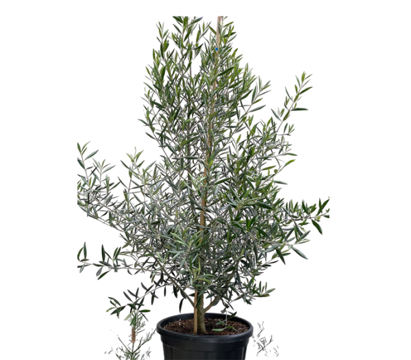 Olive Tree (Olea africana)