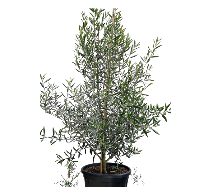 Olive Tree (Olea africana)