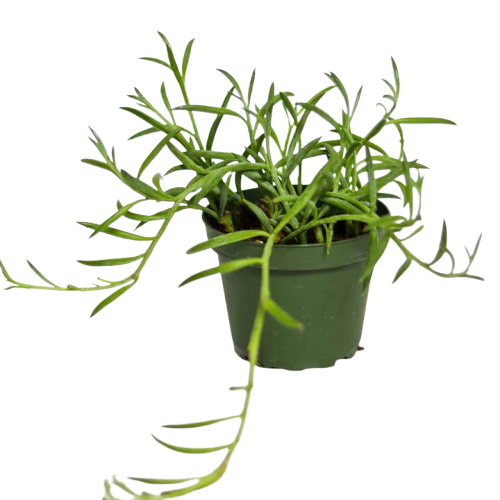 String of Hooks