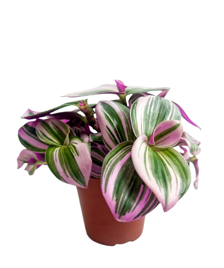 Wandering Jew
