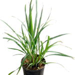 Lemon Grass