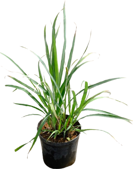 Lemon Grass