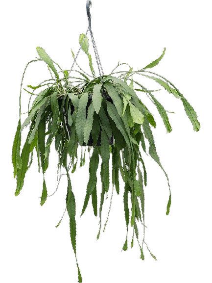 Lepisimum