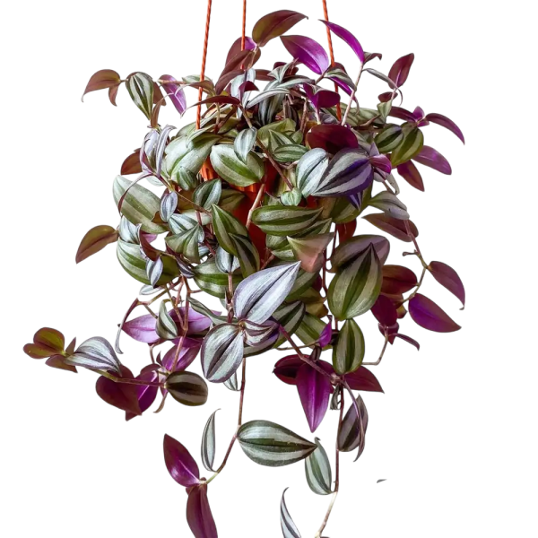 Spiderwort