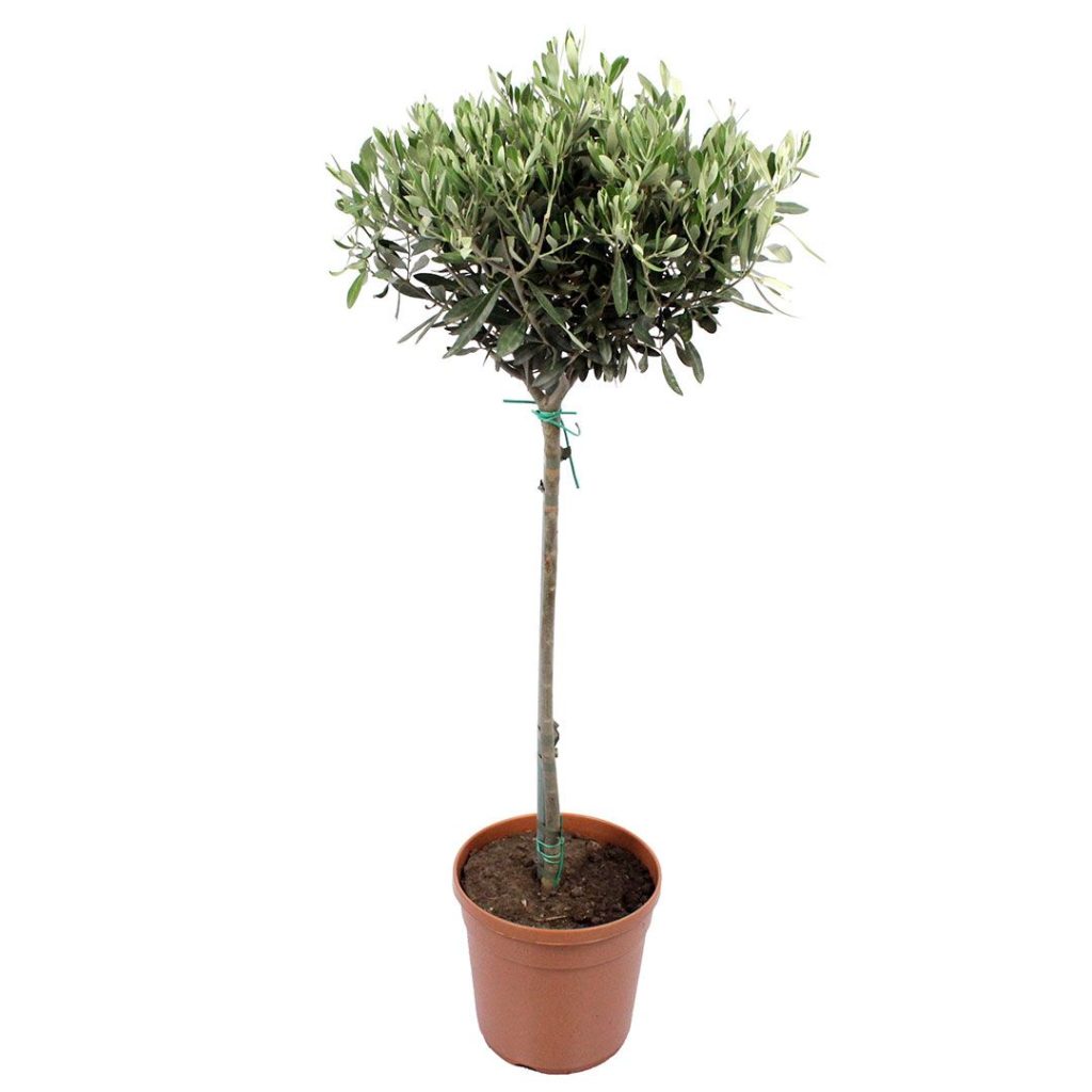 olive tree