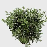 Olive Tree (Olea europaea) – Drought-Tolerant Evergreen - Image 2
