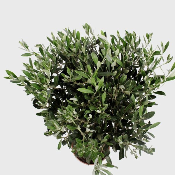 Olive Tree (Olea europaea) – Drought-Tolerant Evergreen - Image 2