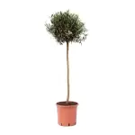 Olive Tree (Olea europaea) – Drought-Tolerant Evergreen - Image 3