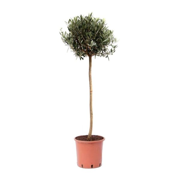 Olive Tree (Olea europaea) – Drought-Tolerant Evergreen - Image 4