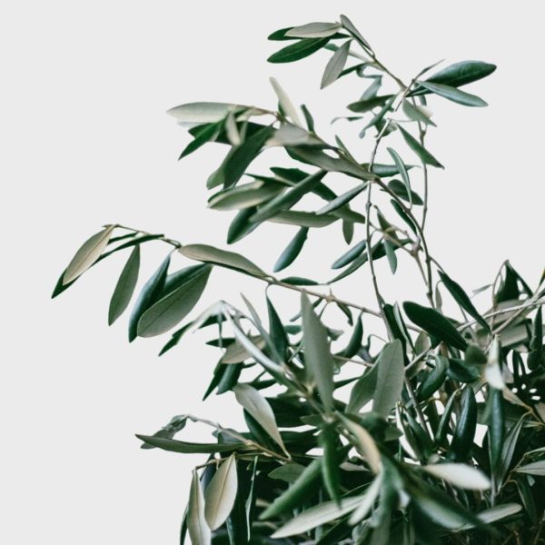 Olive Tree (Olea europaea) – Drought-Tolerant Evergreen - Image 3