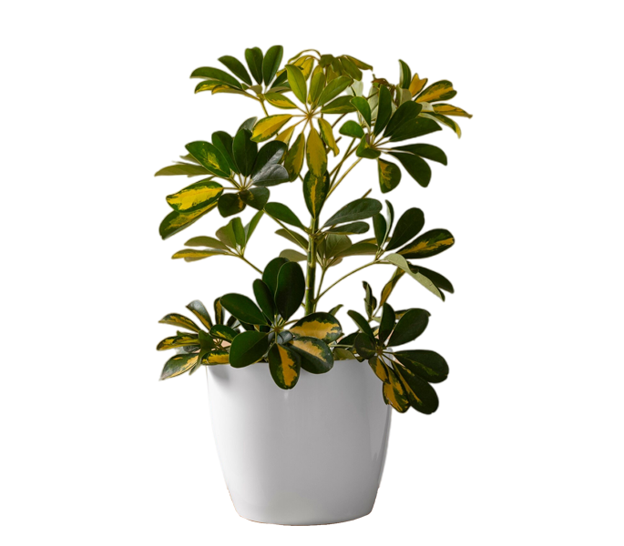 Outdoor plants