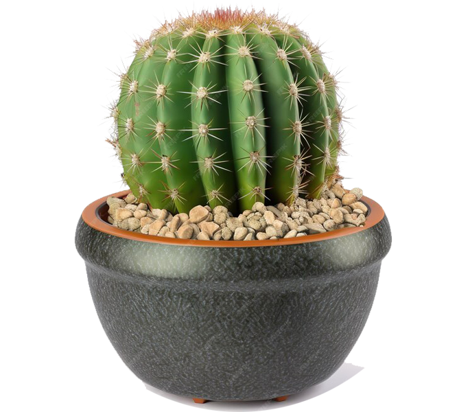 Carefree Plants
