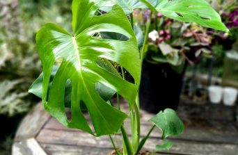 Monstera Plant Care in Kenya: The Complete Guide