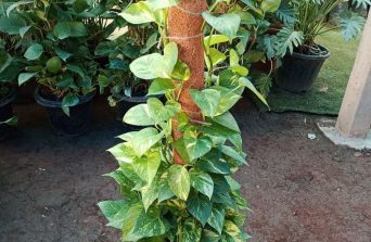 Why Your Money Plant Isn’t Thriving (And How to Fix It)