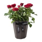 Potted-Rose