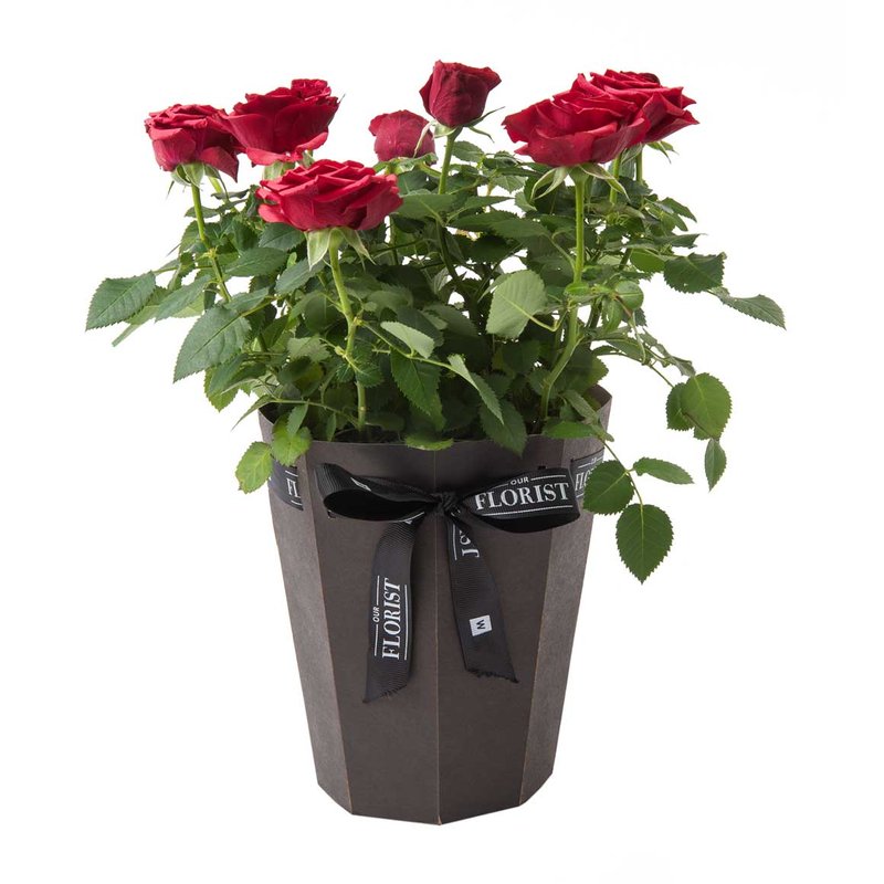 Potted-Rose
