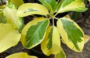 Why Schefflera Is the Ideal Statement Plant for Kenyan Homes